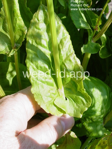 sorrel